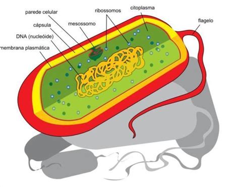 um ser unicelular pode apresentar tecidos e órgãos
